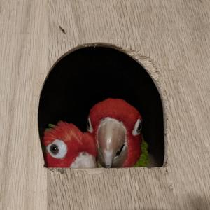 Mokre jajak minimajka