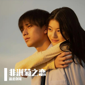 非洲菊之恋