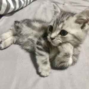 孤芳自赏（翻自 杨小壮）