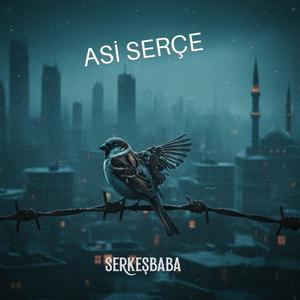Asi Serçe