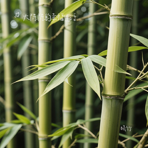 晴竹