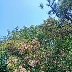 家乡的味道（纯音乐）