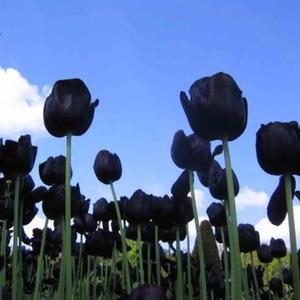 Black Tulip（Prod by 澜）