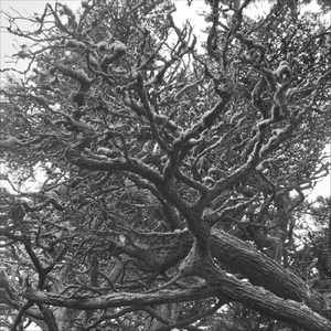 No Left out Leaves (feat. Kathryn Shuman)