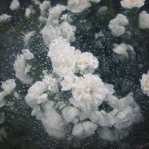 雨·庭·花(Rain Garden Bloom)