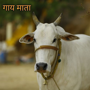 गाय माता