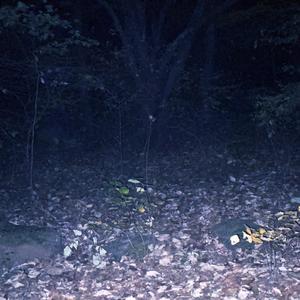 remains