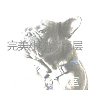 柔和的可爱的狗时刻