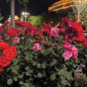 庚子年的那个女孩儿