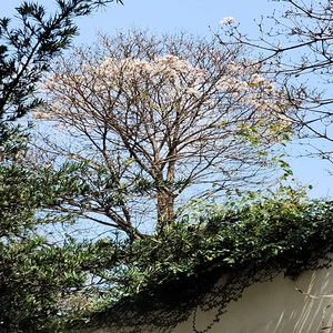 Último Tango em Paris