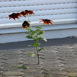 Attaining Assertiveness