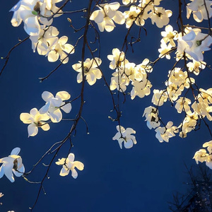 如果可以（钢琴版）