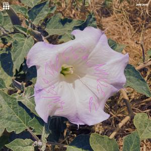 Dyin (Goin Thru It) (feat. Eddington Again)