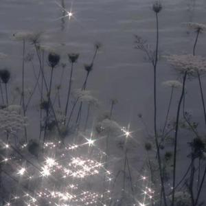 雀跃（翻自 老姨）