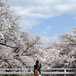벚꽃이 첫눈처럼 내려와