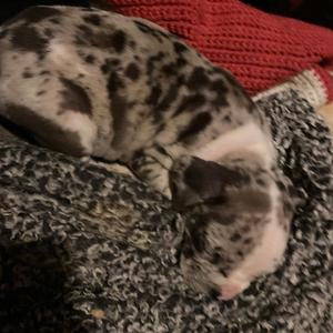 Brlds&Pitbulls (feat. Tomtom3k)