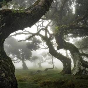 Jungle secret language