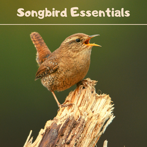 Sea Sounds (for Relax)