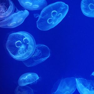 文学講義（Cover.ver 子昕/盖子）