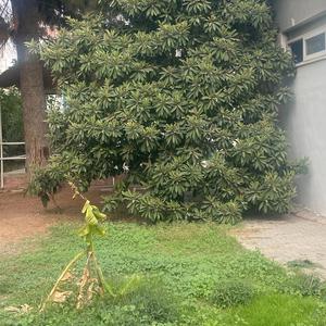 Koca Maraş yıkıldı