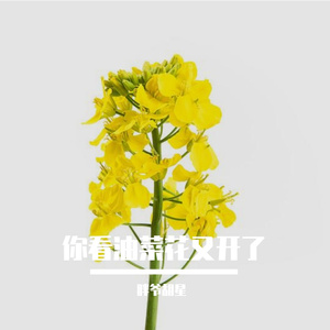 你看油菜花又开了