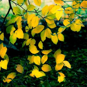 请你一定要记得我好吗