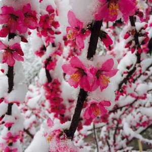 哈密的冬和成都的夏