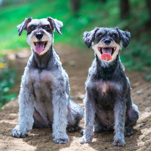 우리 강아지 (inst.)