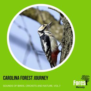 Native Northen Flicker