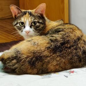 顾振遐-天上掉下个林妹妹（小懿米 remix）