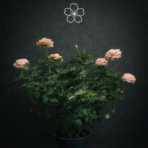 The way you make me feel (feat. danci)