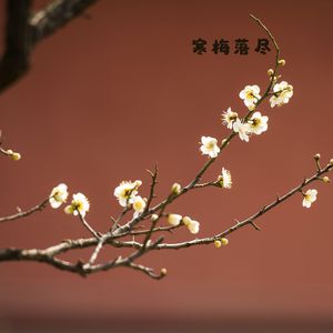 雨后江岸 (竖琴曲)