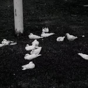 Sharpw-不再相信爱情