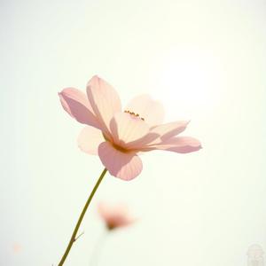 그럼 당신이 봄인가보오