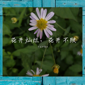 花开灿烂，花开不败