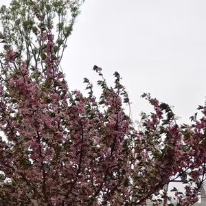 鸢尾花的独白（纯音乐）