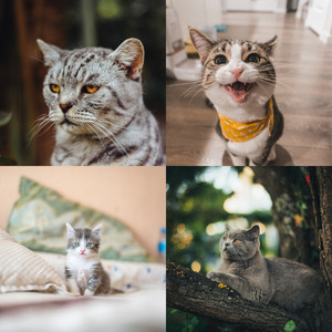 温和放松的猫梦想