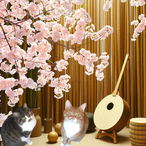 猫が誘う桜の世界