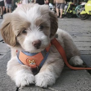 也许可以说produced by EVO MUSIC