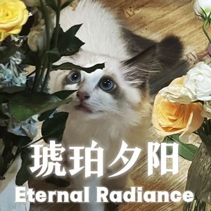 夕阳 伴奏