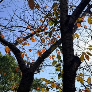 写在风中的信钢琴版