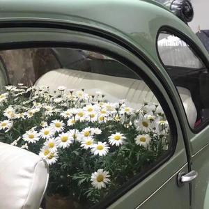 挥着翅膀的女孩