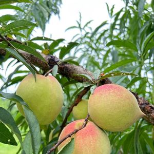 神奇的力量