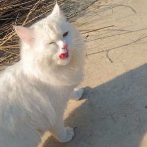 黑白默片 Type Beat