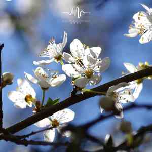 雨季的思念 (吉他)