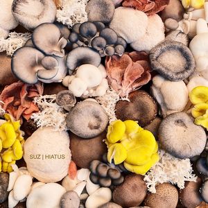 Fairy Circle