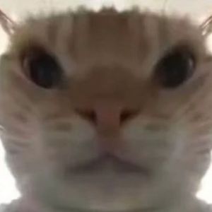 哈基米·基基侠