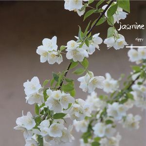 【free】 茉莉 中国风 type beat