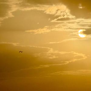 The Rise Of Icarus