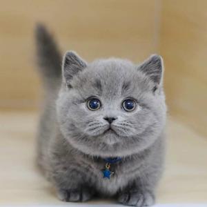 萤火虫的密码信